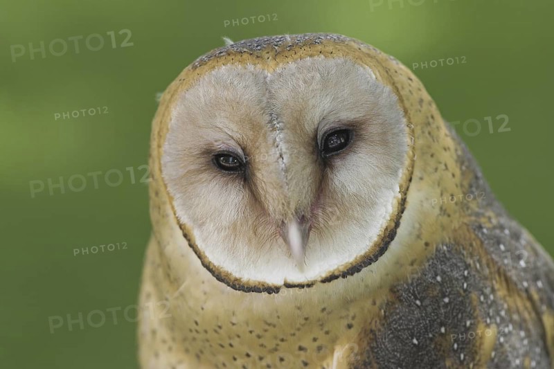 Western Barn Owl (Tyto alba), Alberta, Canada