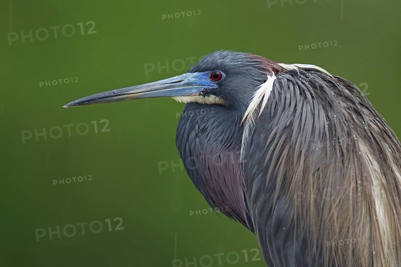 Tricolored Heron (Egretta tricolor), Florida, USA