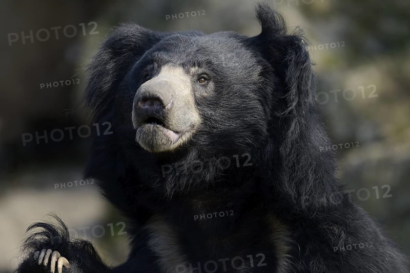 Sloth bear (Melursus ursinus), portrait, captive, native to India