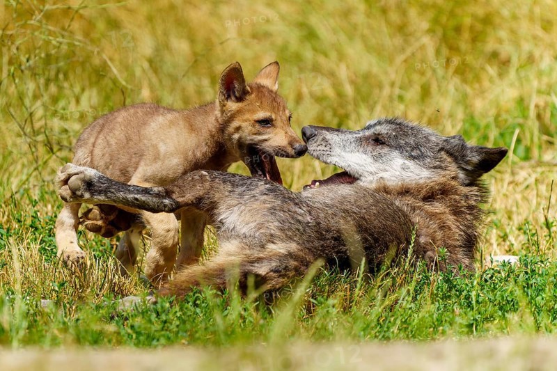 A puppy and a wolf interacting playfully on the grass, Timberwolf, wolf, American wolf, (Canis lupus lycaon), puppy, Germany