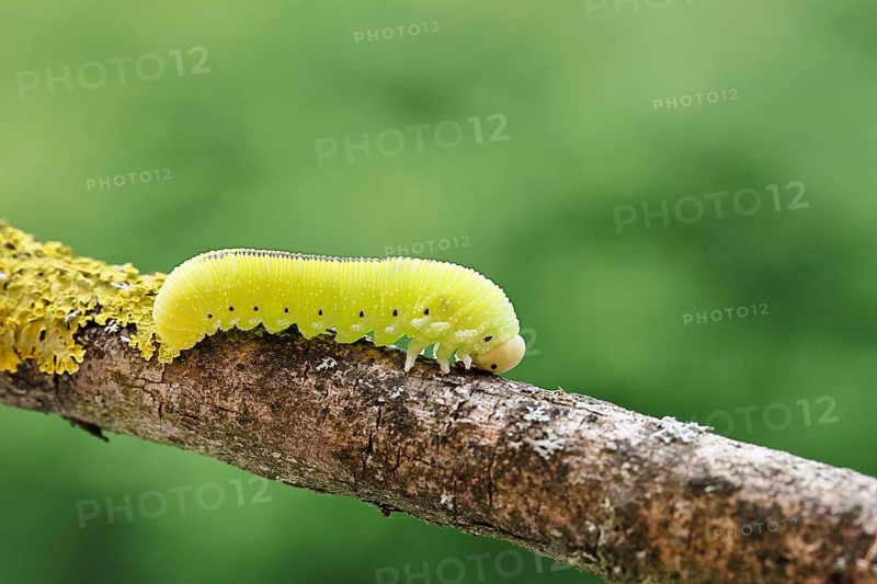 Birch Sawfly, Birch Button Hornworm Wasp (Cimbex femoratus), Birch Sawfly (Symphyta), Birch Button Hornworm Wasp, Larva crawling on a branch covered with lichen, Close-up, Other animals, Insects, Animals, Wilnsdorf, North Rhine-Westphalia, Germany