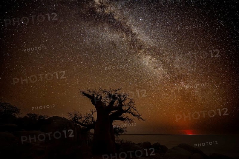 Silhouette of a baobab tree with starry sky and Milky Way, red moonrise on the horizon, African baobab (Adansonia digitata), night shot, Kubu Island (Lekubu), Sowa Pan, Makgadikgadi Salt Pans, Botswana