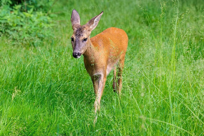 A female roe deer (Capreolus capreolus) crosses a green meadow. Bavaria, Germany