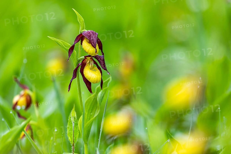 European lady's slipper (Cypripedium calceolus), orchid family (Orchidaceae), Upper Danube nature park Park, Fridingen, Upper Danube Nature Park, Baden-Württemberg, Germany