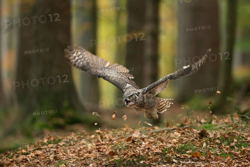 In the autumn forest... Virginia eagle owl (Bubo virginianus), one of the largest owls on the American continent hunting, dynamic, action-packed shot in pleasant light with beautiful harmonious colours, America