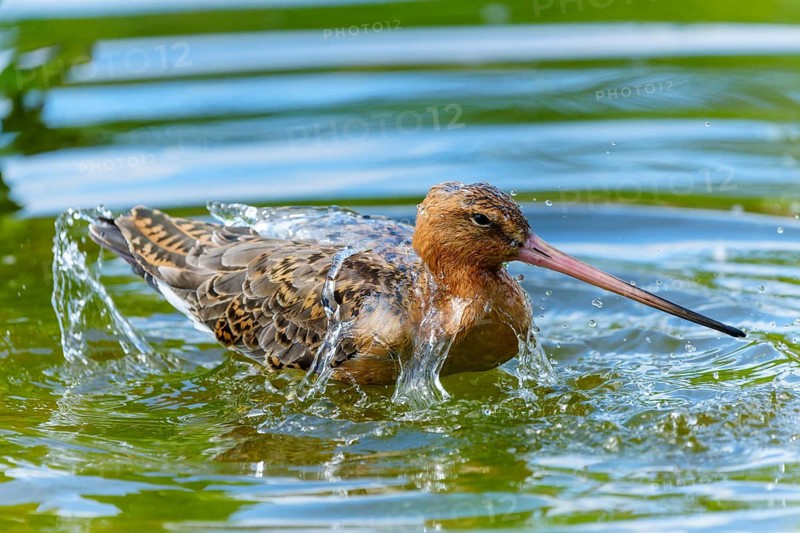 Lapwing bathing in the water, splashing its wings, lively and natural atmosphere, black-tailed godwit (Limosa limosa), France