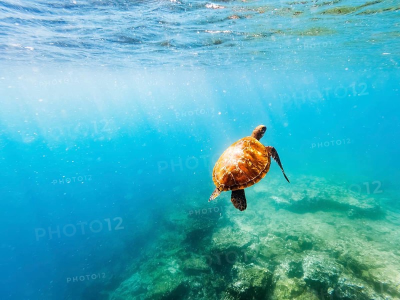 Green turtle (Chelonia mydas), underwater, Galapagos, Ecuador