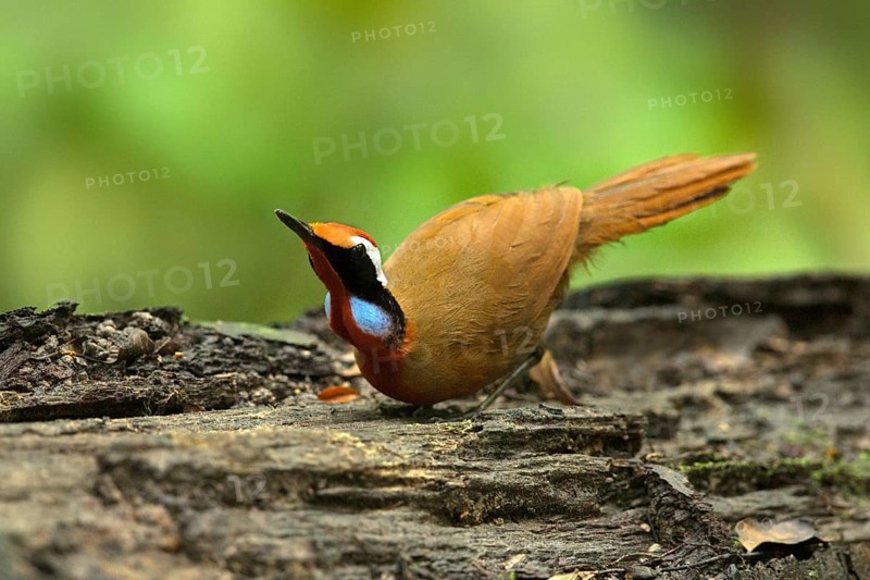 Rail-babbler (Eupetes macrocerus), Pahang, Malaysia