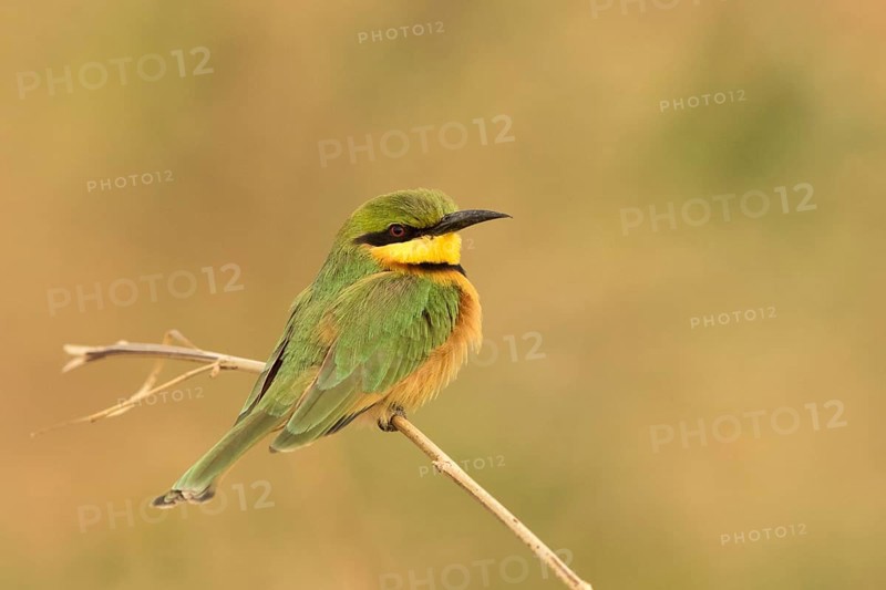 Little Bee-eater (Merops pusillus), Gambia