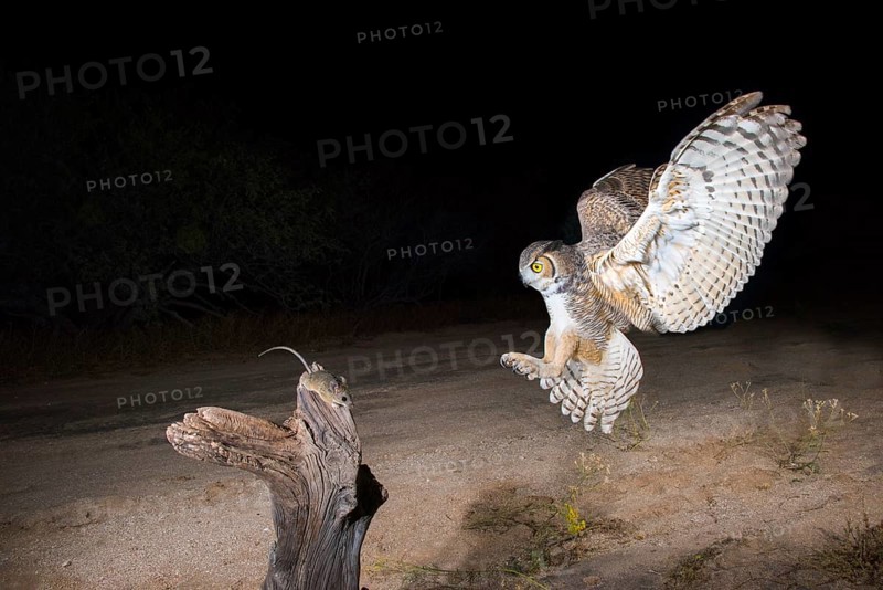 Great Horned Owl Bubo virginianus Tucson, Arizona, United States 3 November Adult with Cactus Mouse (Peromyscus eremicus). Strigidae
