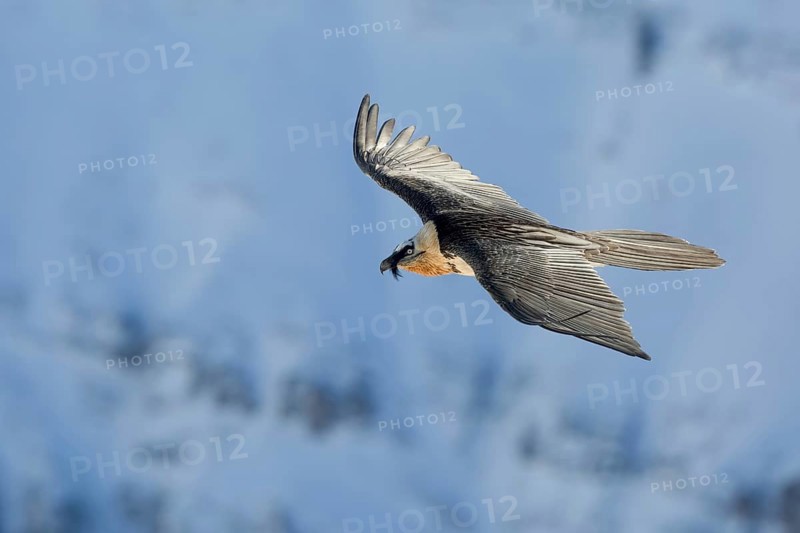 Bearded Vulture (Gypaetus barbatus) flying, Valais, Switzerland