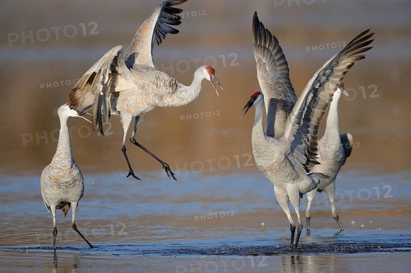 Sandhill Crane (Antigone canadensis), New Mexico, USA