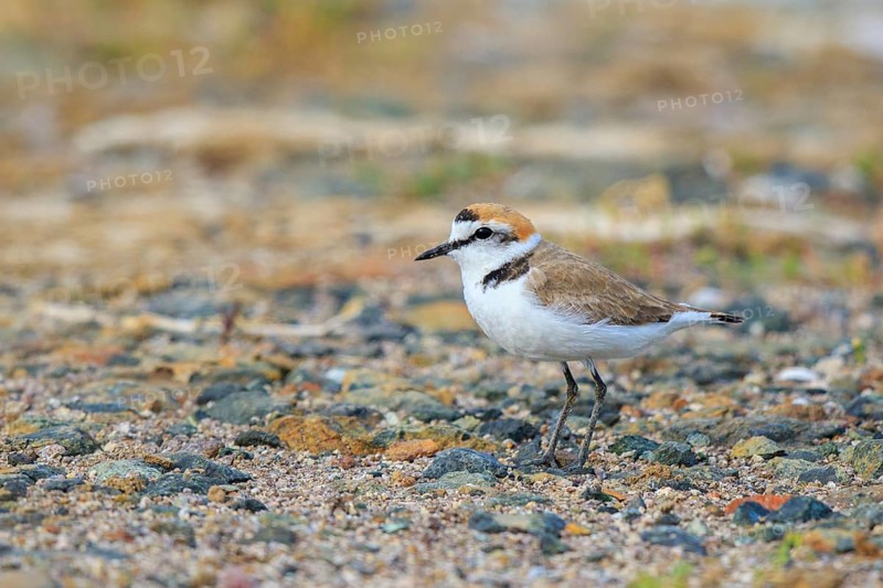 Kentish Plover (Charadrius alexandrinus) male, Greece