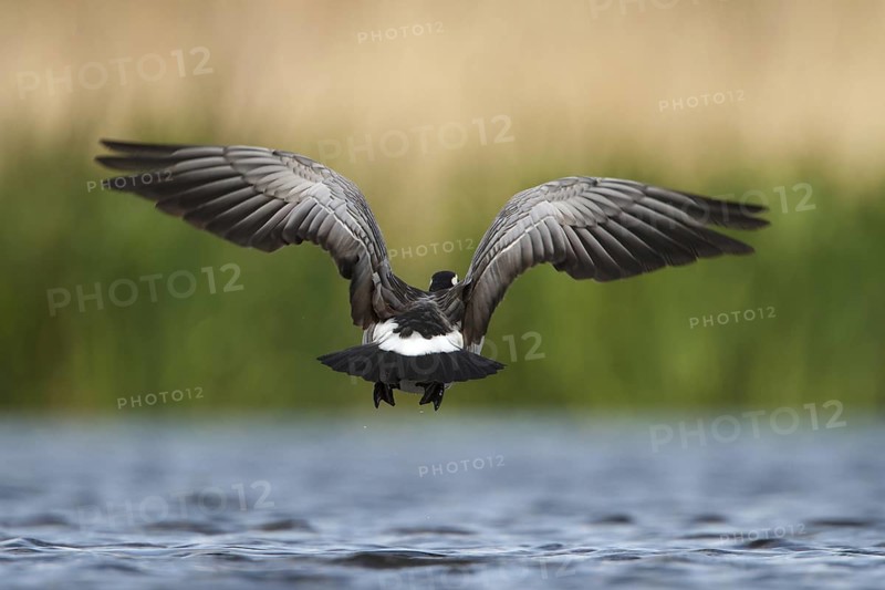 Barnacle Goose (Branta leucopsis) flying, Utrecht, Netherlands