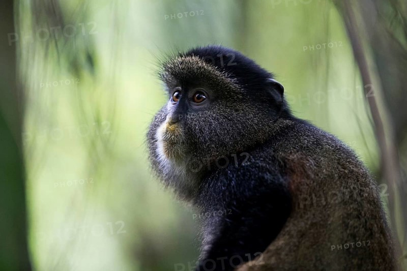 Golden Monkey (Cercopithecus mitis kandti) adult portrait, Mgahinga National Park, Uganda