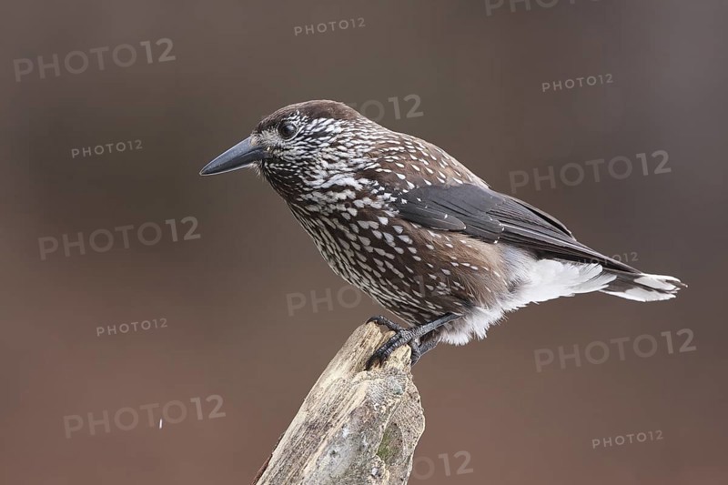 Spotted Nutcracker (Nucifraga caryocatactes), Carinthia, Austria