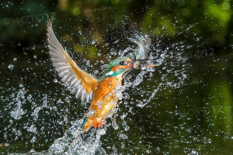 Common Kingfisher (Alcedo atthis) female fishing, Lower Saxony, Germany