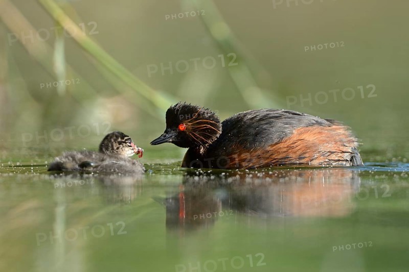 Black-necked Grebe (Podiceps nigricollis) with chick, North Rhine-Westphalia, Germany