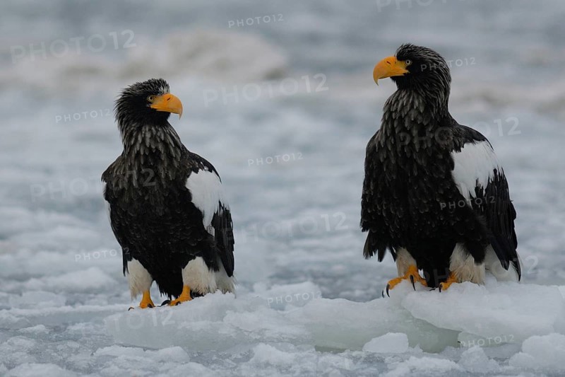 Steller's Sea Eagle (Haliaeetus pelagicus), Hokkaido, Japan