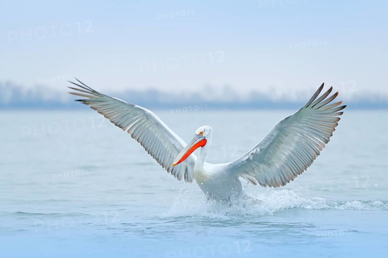 Bird with morning sunrise. Dalmatian pelican, Pelecanus crispus, in Lake Kerkini, Greece. Pelican with open wings. Wildlife scene from European nature. Bird and orange blue sky