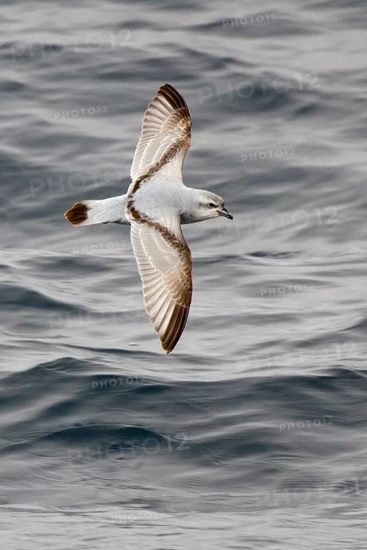 Fulmar Prion (Pachyptila crassirostris) flying, South Pacific Ocean, New Zealand