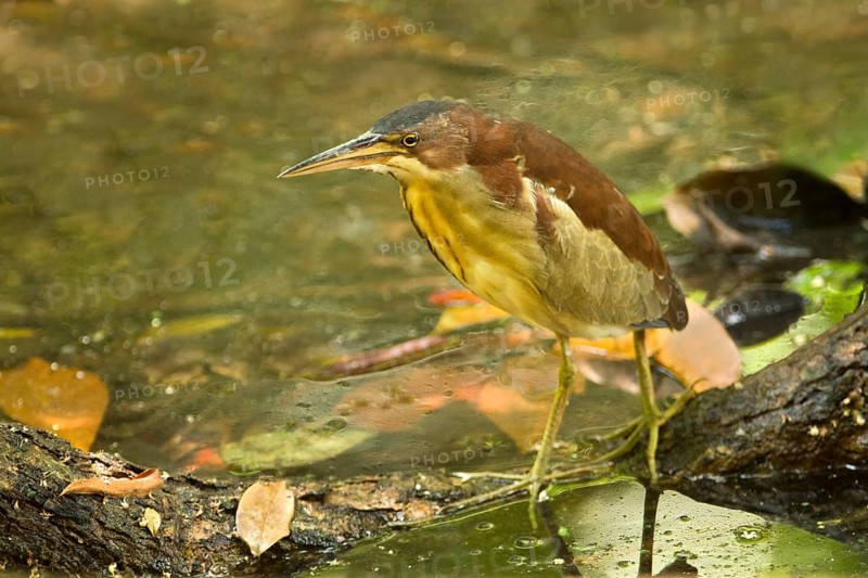 Von Schrenck's Bittern (Ixobrychus eurhythmus), Singapore