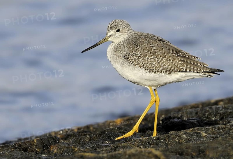Greater Yellowlegs (Tringa melanoleuca), British Columbia, Canada