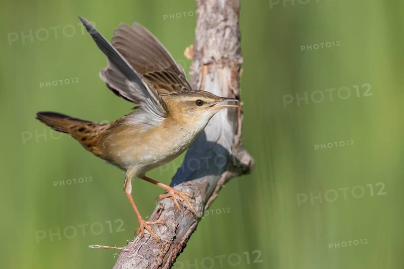 Pallas's Grasshopper Warbler - Streifenschwirl - Locustella certhiola ssp. centralasiae, Kazakhstan