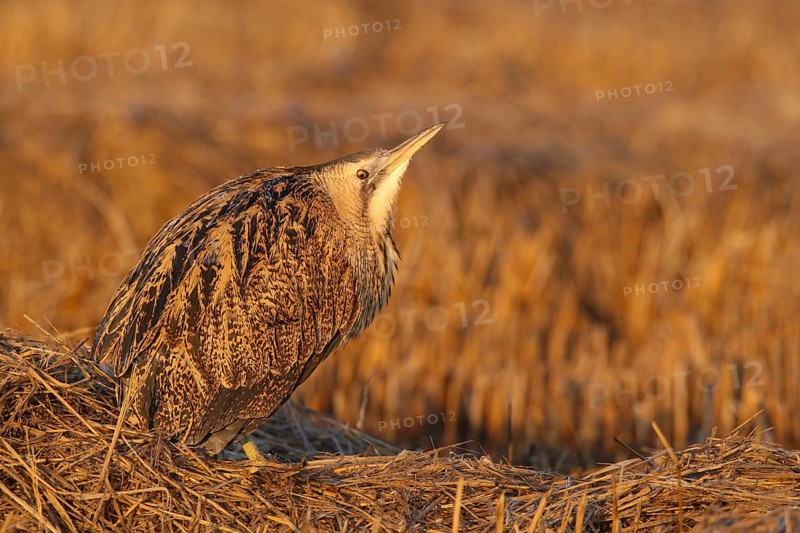 Eurasian Bittern (Botaurus stellaris), Lisbon, Portugal