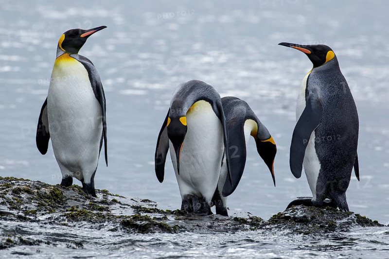 King Penguin (Aptenodytes patagonicus) perched on a rocky beach on South Georgia Island