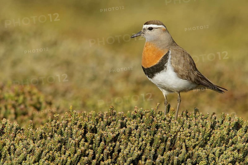 Rufous-chested Dotterel (Charadrius modestus) on the ground in the Falkland Islands