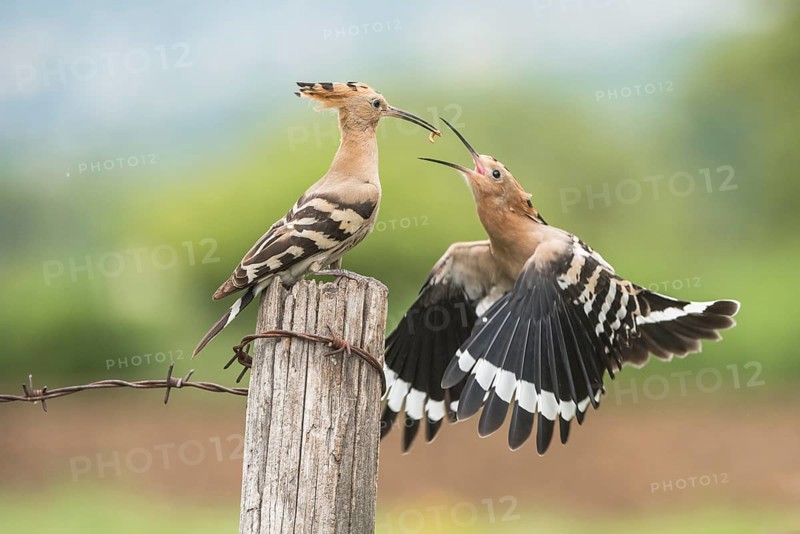 Eurasian Hoopoe (Upupa epops) feeding in flight, Aosta Valley, Italy