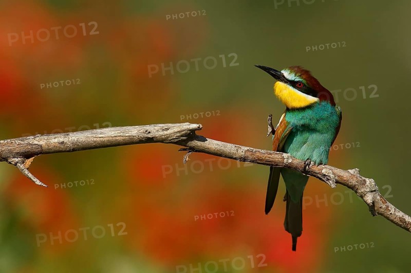 European Bee-eater (Merops apiaster) scratching, Piedmont, Italy