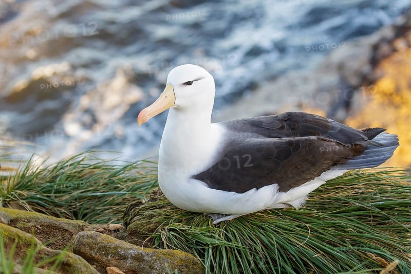 Black-browed Albatross (Thalassarche melanophris) at a nesting colony in the Falkland Islands