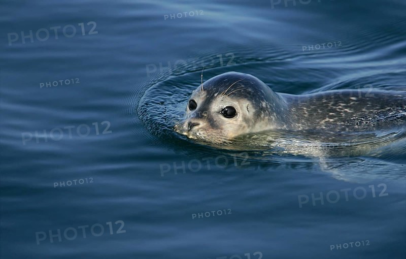 Europäischer Seehund (Phoca vitulina) schwimmt an Wasseroberfläche, Nordsee, offshore, Deutschland