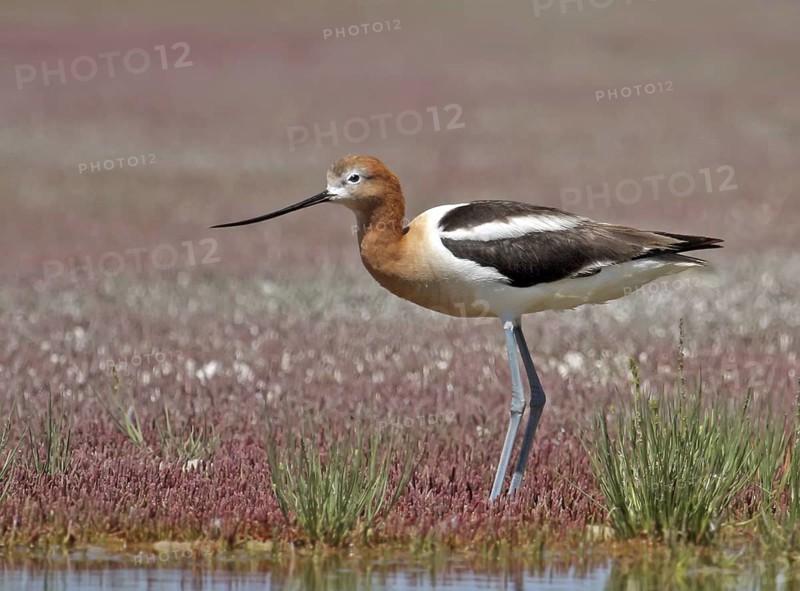 American Avocet (Recurvirostra americana), Saskatchewan, Canada