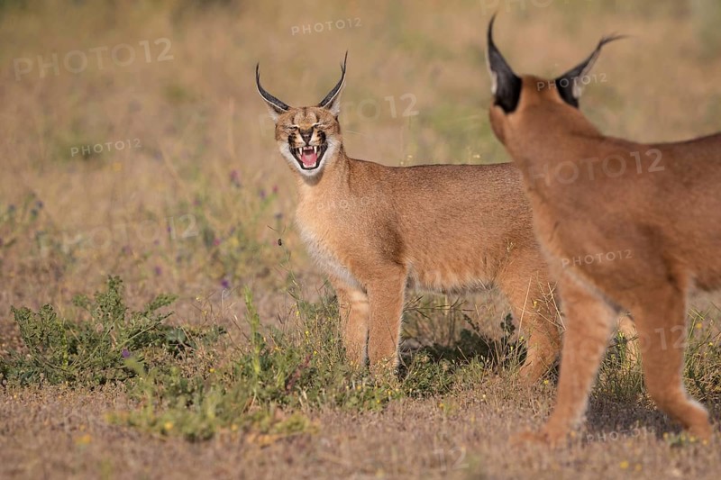 Caracal (Caracal caracal) two adult, Castile-La Mancha, Spain