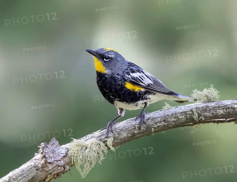 Yellow-rumped Warbler, (Audubon's Race) Setophaga coronata, perched on a branch in Cypress Hills Inter-Provincial Park, Saskatchewan