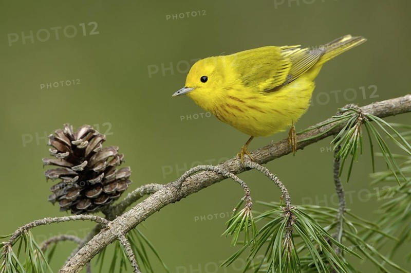 American Yellow Warbler (Setophaga aestiva), Texas, USA