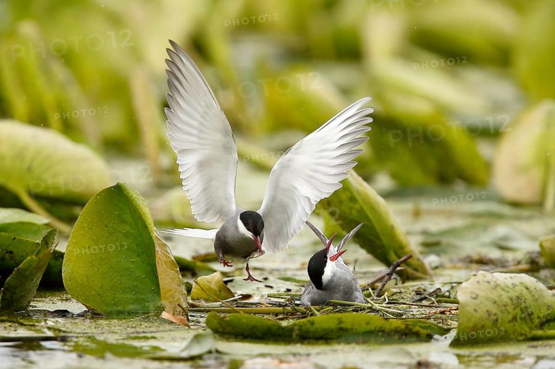Whiskered Tern (Chlidonias hybrida) male feeds female on nest, Danube Delta, Romania
