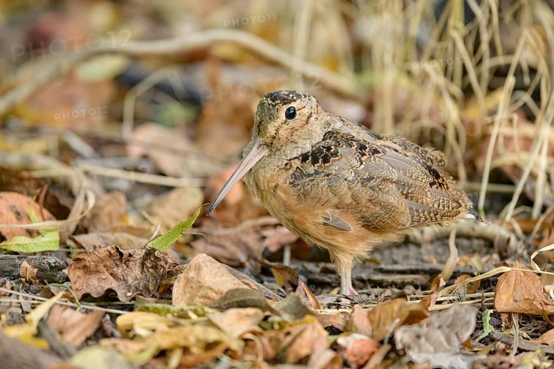 American Woodcock (Scolopax minor), Texas, USA