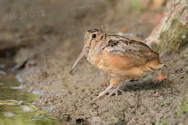 American Woodcock (Scolopax minor), Texas, USA