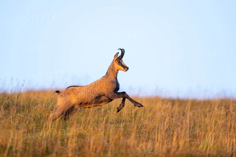 Chamois (Rupicapra rupicapra) on a meadow in the Vosges Mountains, wildlife, France