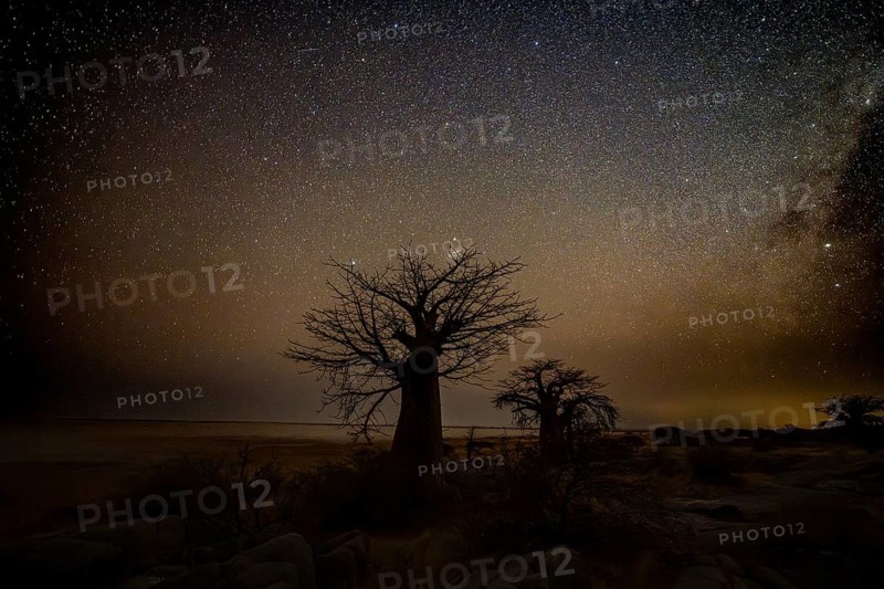 Silhouette of a baobab tree with a starry sky, African baobab (Adansonia digitata), night shot, Kubu Island (Lekubu), Sowa Pan, Makgadikgadi Salt Pans, Botswana