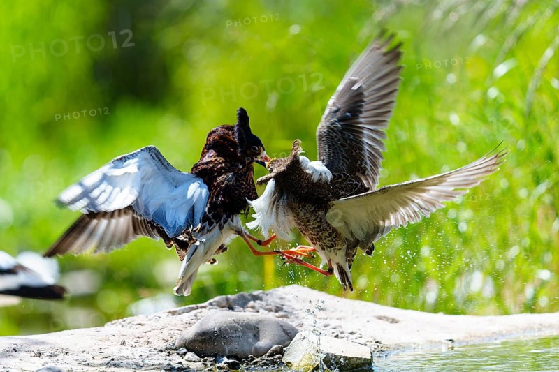 Two fighting birds in the air, with feathers and water droplets in a green environment, ruff (Calidris pugnax, Syn.: Philomachus pugnax), courtship display, France