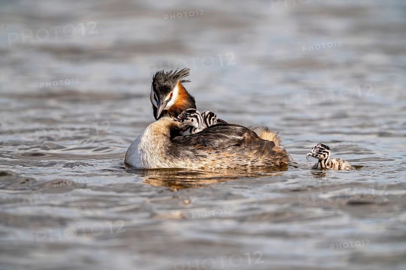 Great Crested Grebe (Podiceps Scalloped ribbonfish), with chick on its back, one chick swimming next to it with feather in its beak, Vulkaneifel, Rhineland-Palatinate, Germany