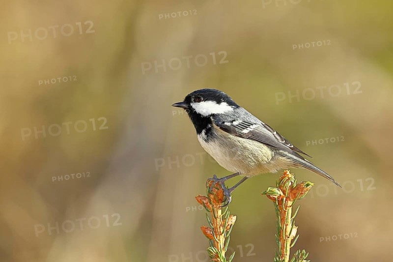 Fir tit (Parus ater), sitting on the top of a young spruce, European spruce (Picea abies), Wilnsdorf, North Rhine-Westphalia, Germany