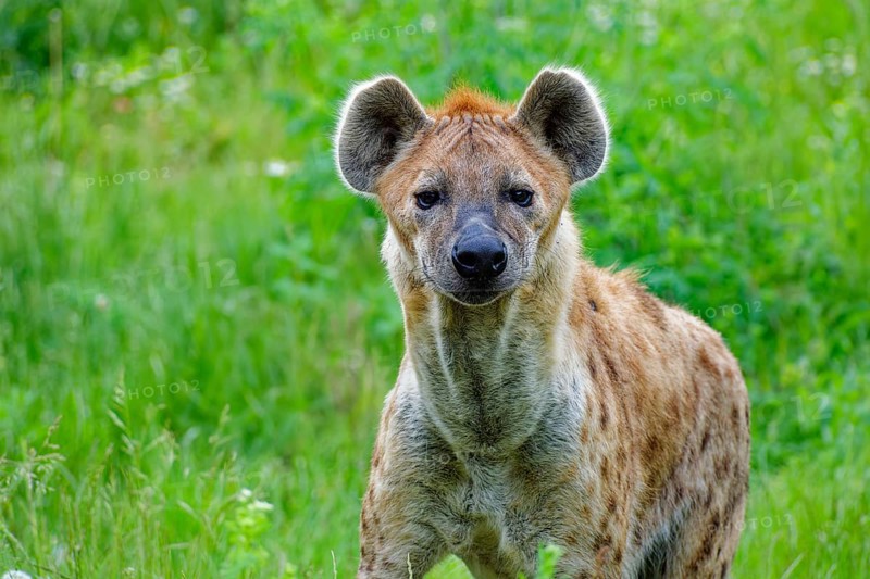 Animal portrait, spotted hyena (Crocuta crocuta), attentive, captive, distribution sub-Saharan Africa