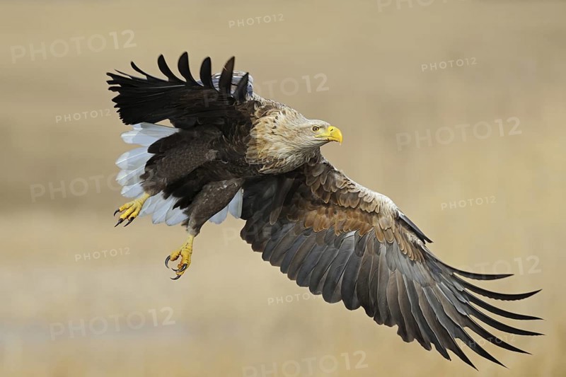 Powerful... European white-tailed eagle (Haliaeetus albicilla), largest native bird of prey, impressive adult eagle, fully coloured, powerful adult bird in flight, frontal action shot from the side, beautiful, harmonious brown-beige colours, clear light, very detailed, native nature, Mecklenburg-Western Pomerania, Germany, Western Europe