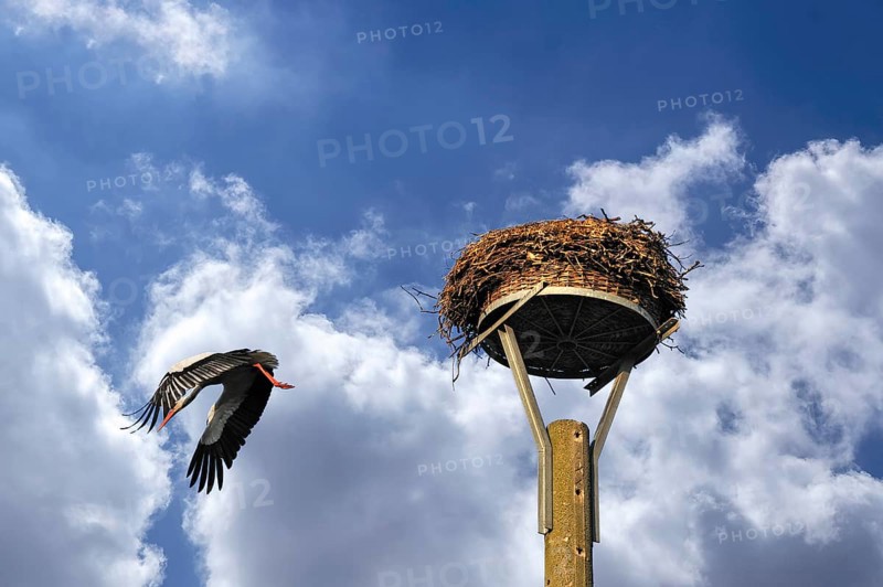White stork (Ciconia ciconia) leaving its nest, cloudy sky, Kuhlrade, Mecklenburg-Western Pomerania, Germany